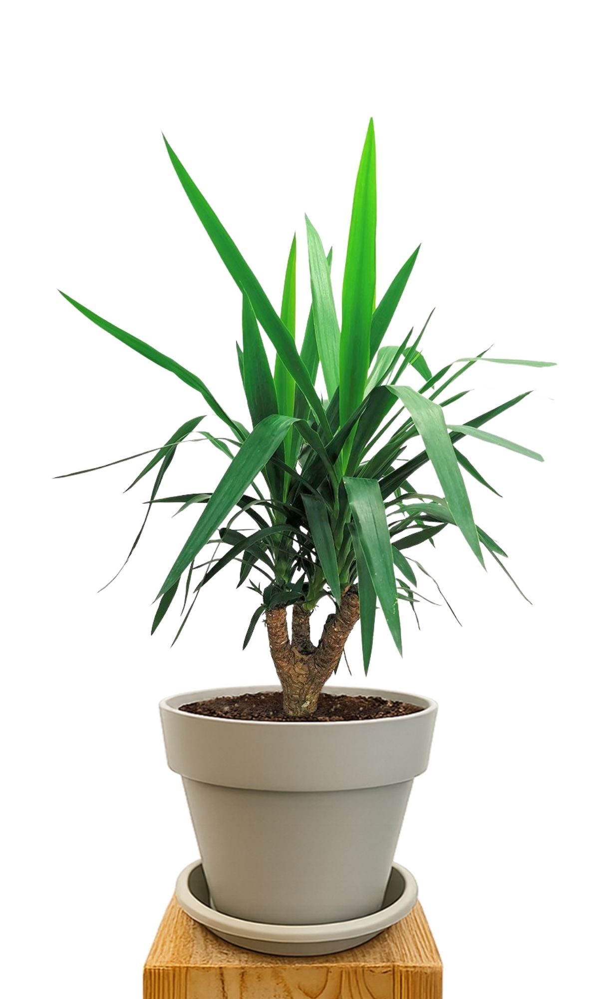 Plant kit 30 Sand